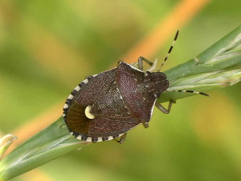 Alcuni eterotteri dei Colli Euganei